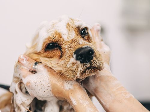 Marine land Bath and Dry