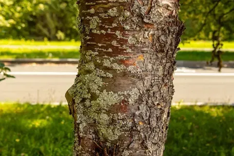 Tight close-up of lichen spreading across furrowed tree bark near a paved road