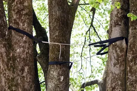 Tight crop of tree cabling straps and cord tying together neighboring trunk canopies