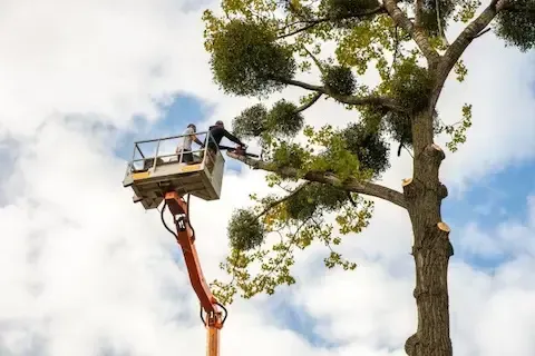 Bucket lift positions a worker among bare oak branches against a clear sky