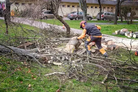 Crew member crouched over branches with a chainsaw in a grassy park lot