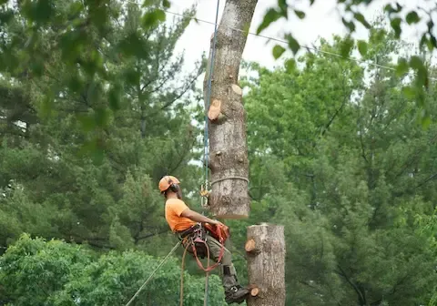 Climber in orange helmet cuts near the canopy top, surrounded by dense green forest leaves.