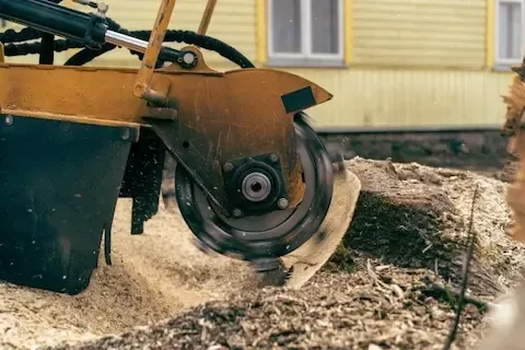 Stump grinder wheel grinds a stump beside a yellow clapboard building's foundation