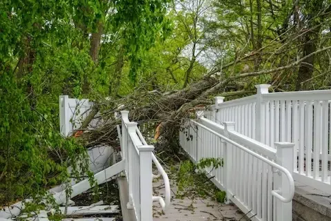 Tree limbs tangled over a white porch railing beside a wooded path