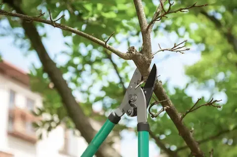 Bypass loppers snipping a budding branch with a building blurred behind