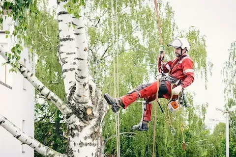 Arborist in red suit rappels down birch trunk on ropes near white building