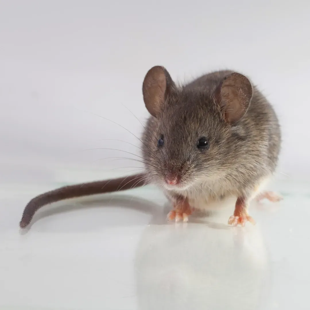 Rodent Control