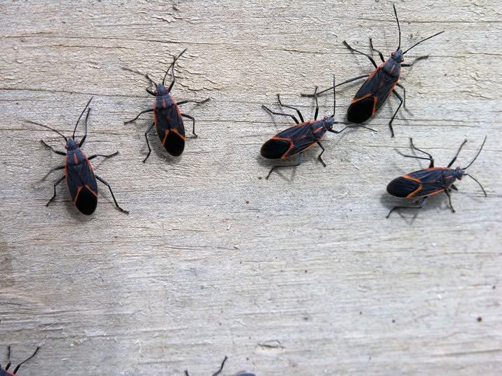 Pest Control