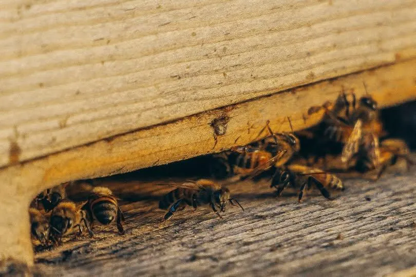 Bug Removal