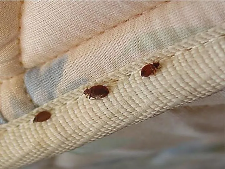 General Pest Control