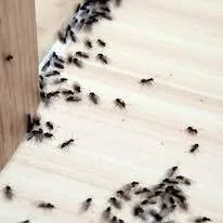 Pest Maintenance