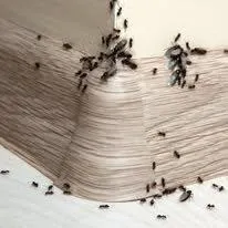 Response Extermination