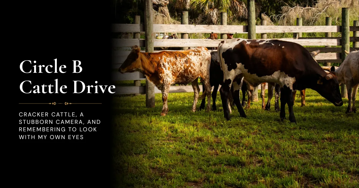 Circle B Cattle Drive