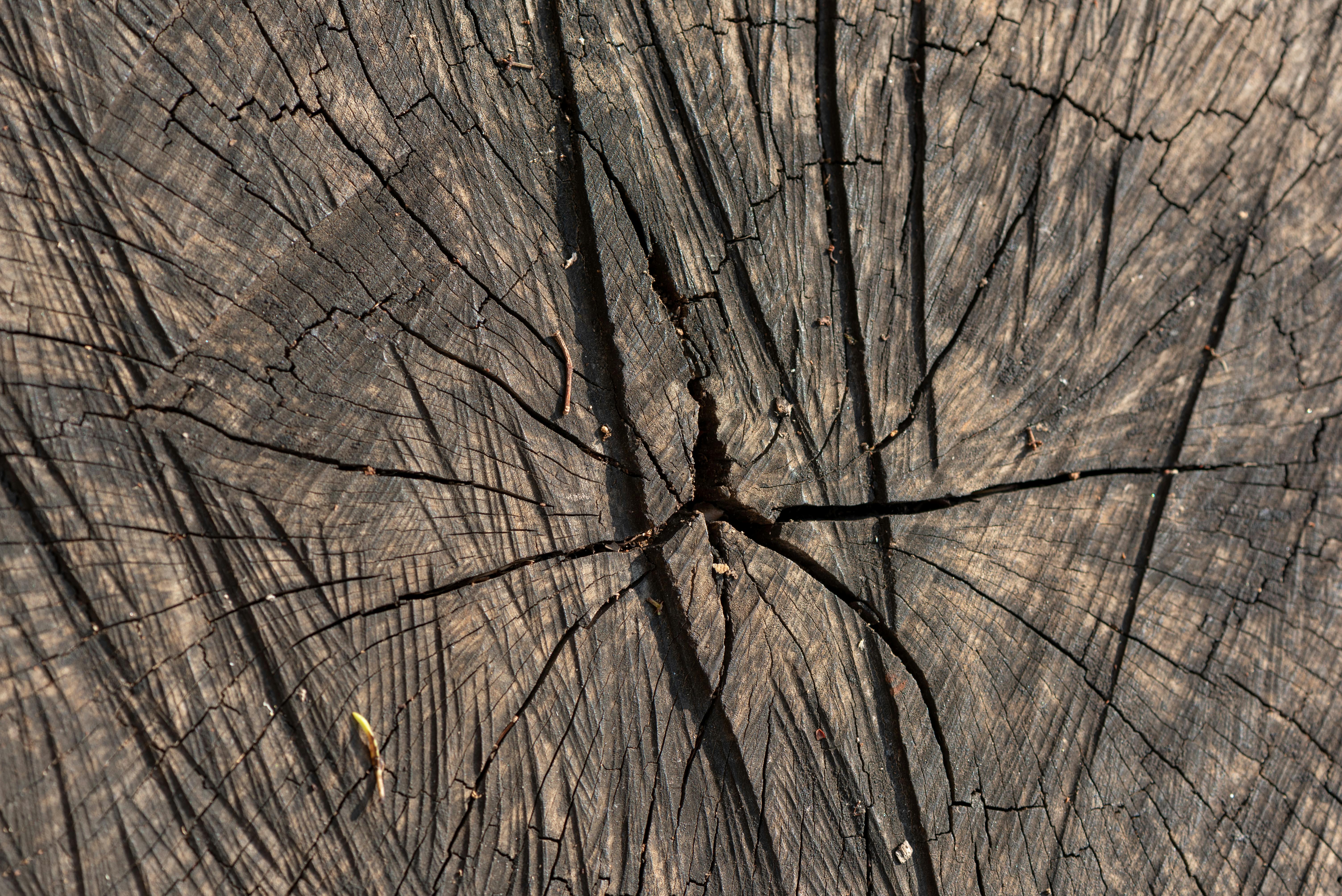 Bessemer Commercial Stump Removal