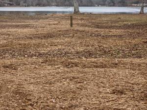 Tree Stump Grinding Birmingham
