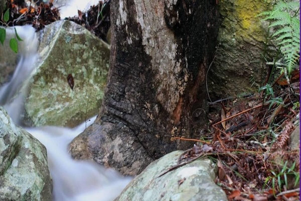 Trees, Moss and Stream
