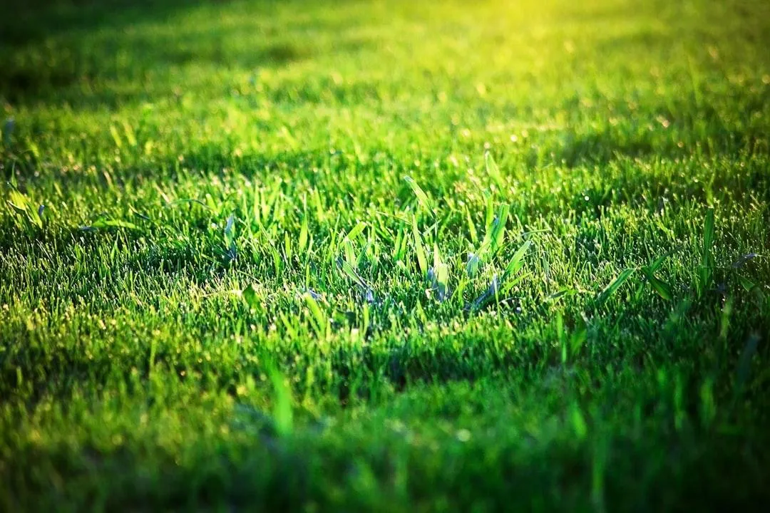 Professional lawn mowing service Auckland