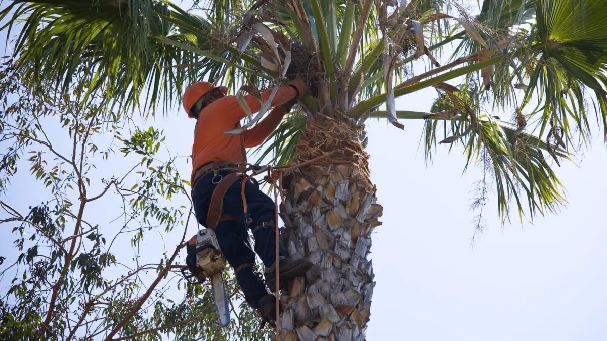 Palm Tree Service