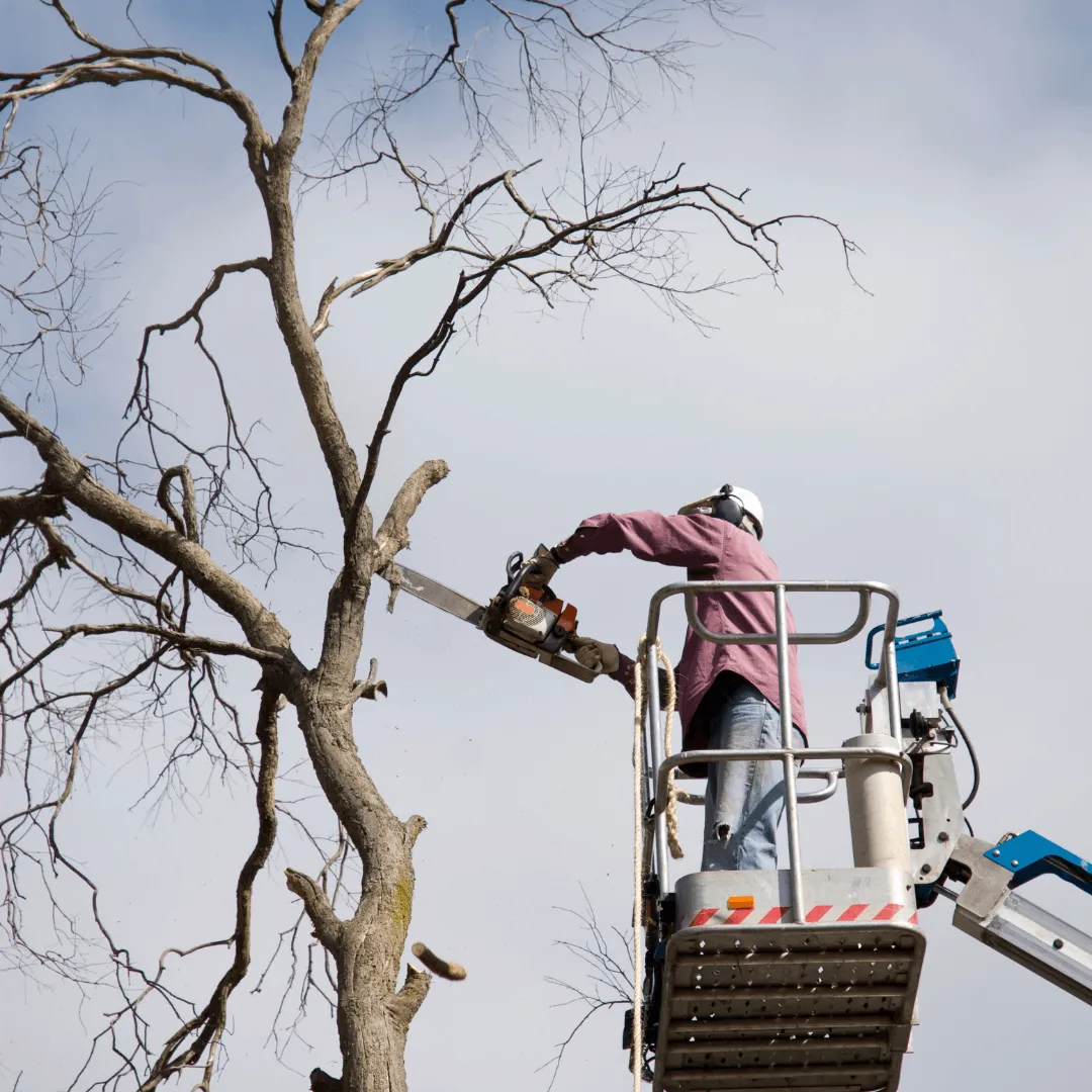 Tree Pruning