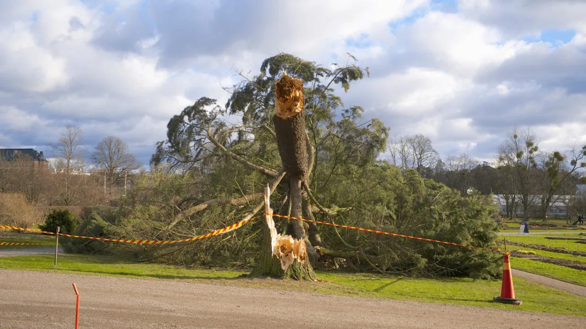 Tree Emergency