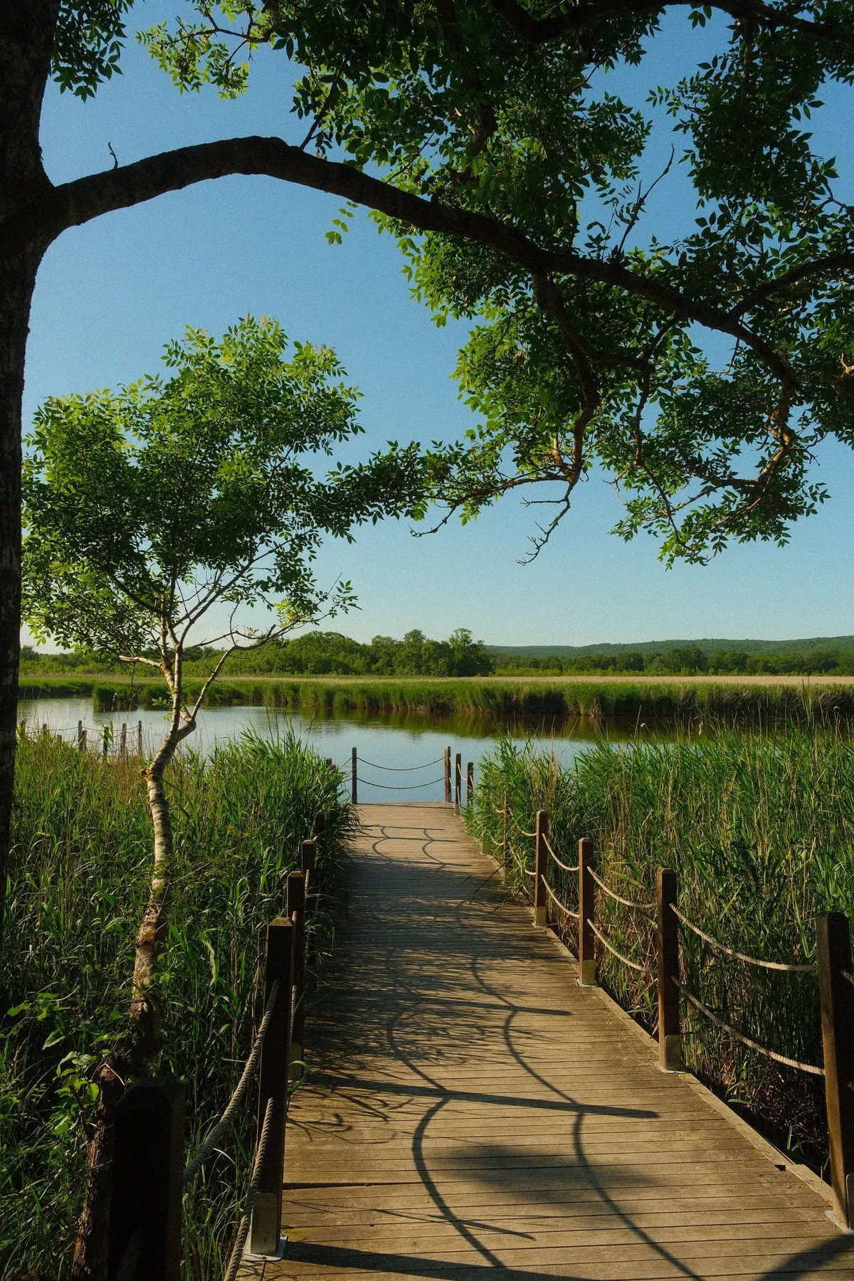 What Does "Marsh View" Really Mean When Buying in Charleston?