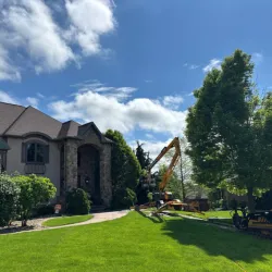 Large mature shade tree expertly maintained in a residential landscape.