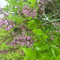 Close-up of vibrant flowering tree blossoms, indicating healthy plant growth.