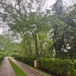 Healthy trees lining a long driveway, showcasing effective tree management.