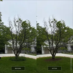 Well-established deciduous trees in a park-like setting, reflecting professional tree care.