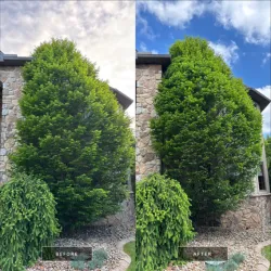 Newly planted or carefully pruned evergreen trees enhancing a landscape.