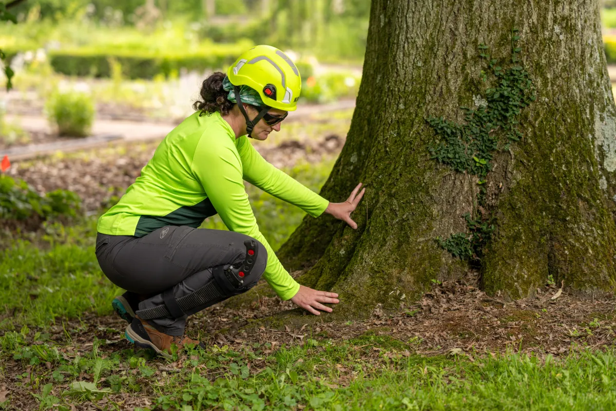 Master arborist examining a tree trunk during an expert consultation.