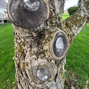 Close-up of tree trunk revealing pruning work or unique bark patterns.