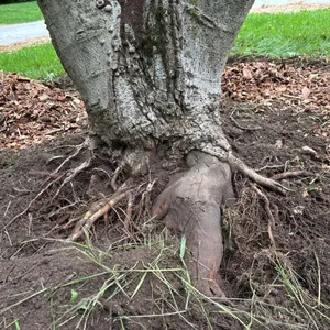 Exposed tree roots at the base of a trunk, ready for professional root collar inspection.