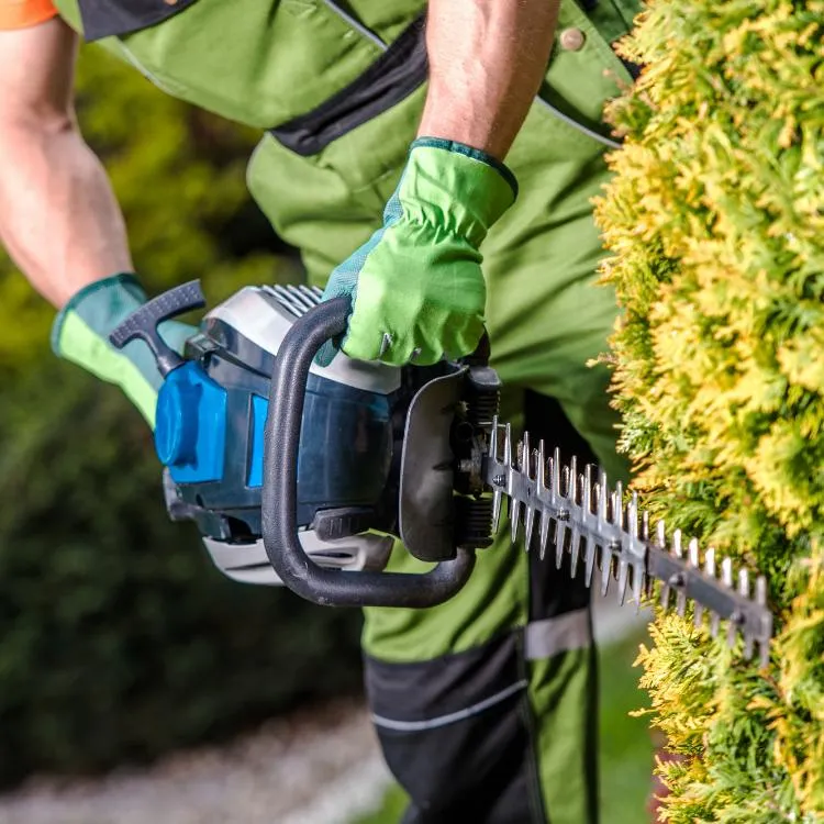 Workers trimming trees 