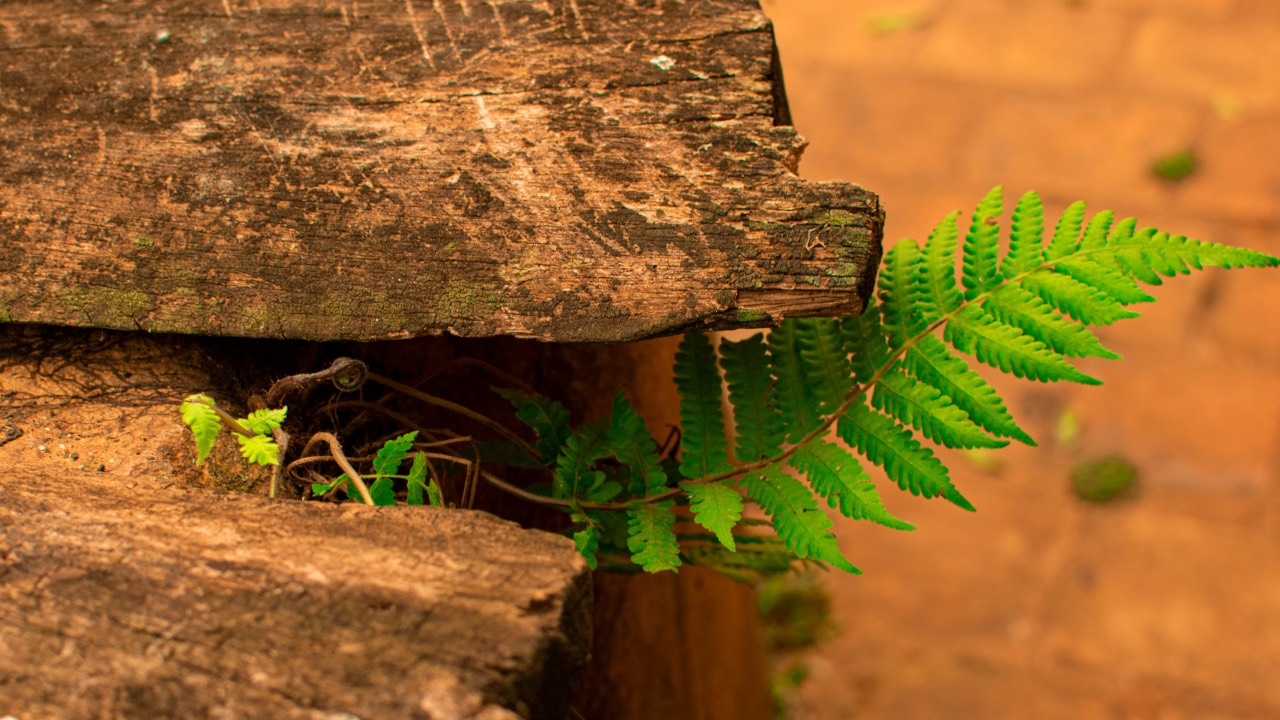 Green leaf coming out of the rock