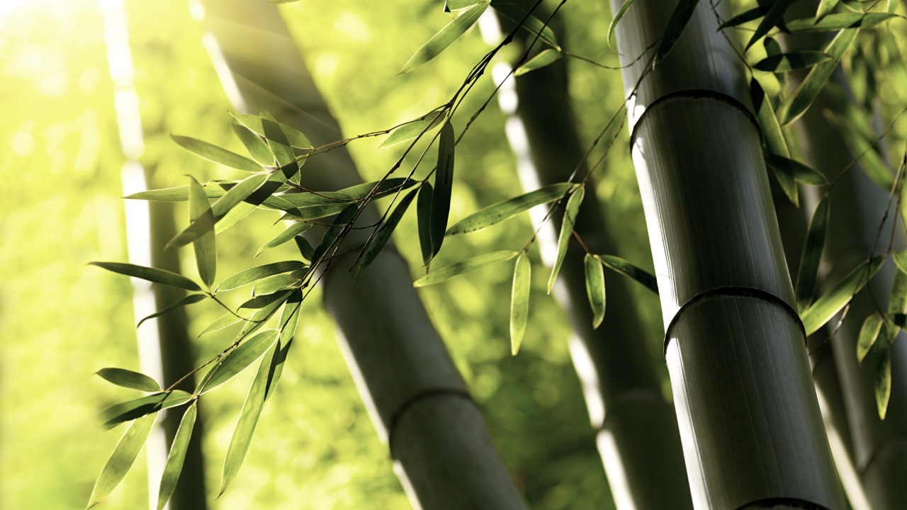 Bamboo tree