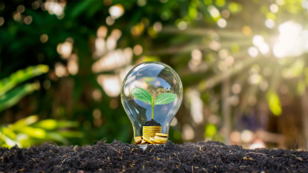 light bulb with plant