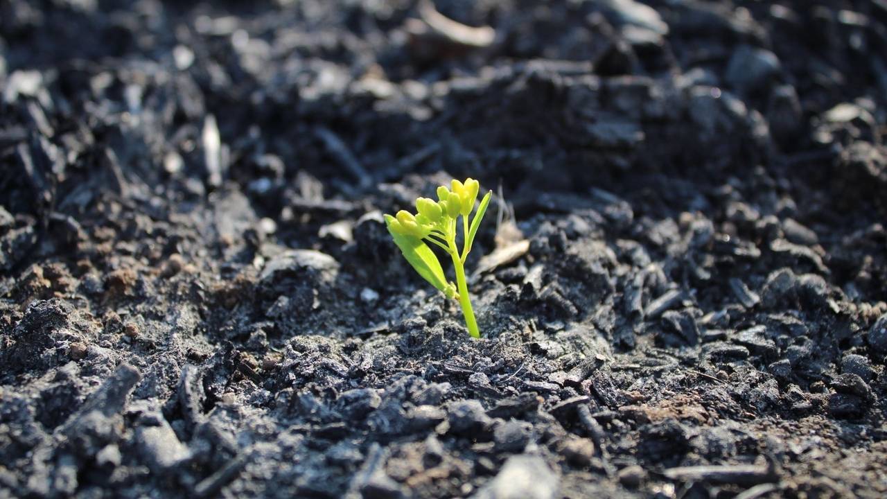 Green leafy plant growing in the desert