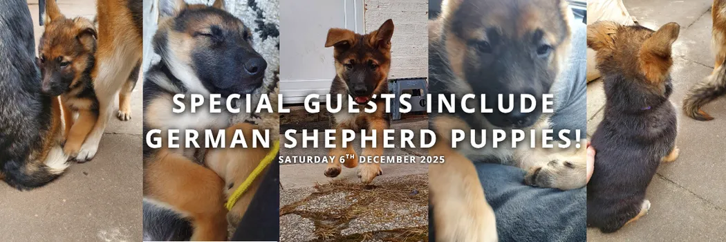 GERMAN SHEPHERD PPPY YOGA SUTTON OLDFIELD DECEMEBER 2025