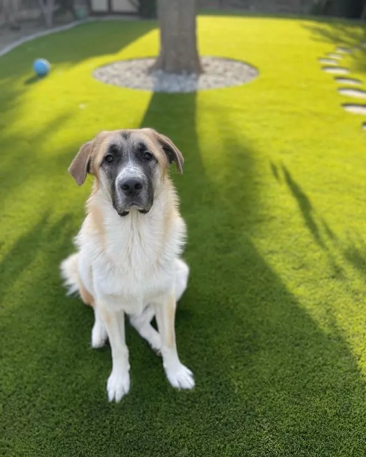 turf safe for dogs
