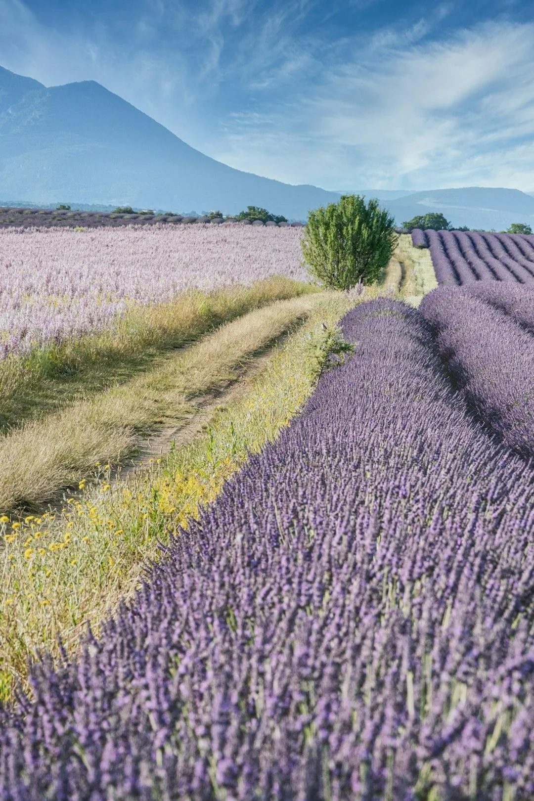 Lavender fields