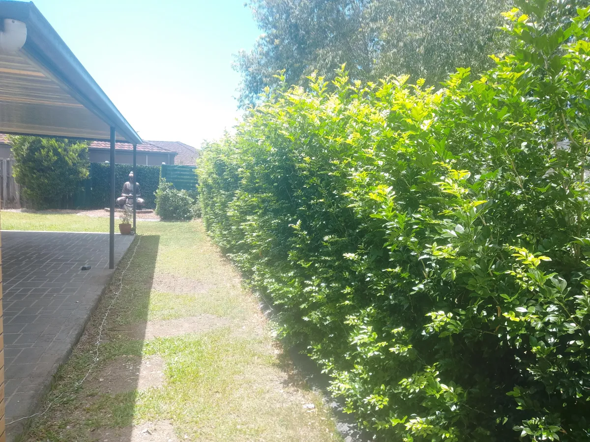 After R1 Hedge Trimming Services Aspley