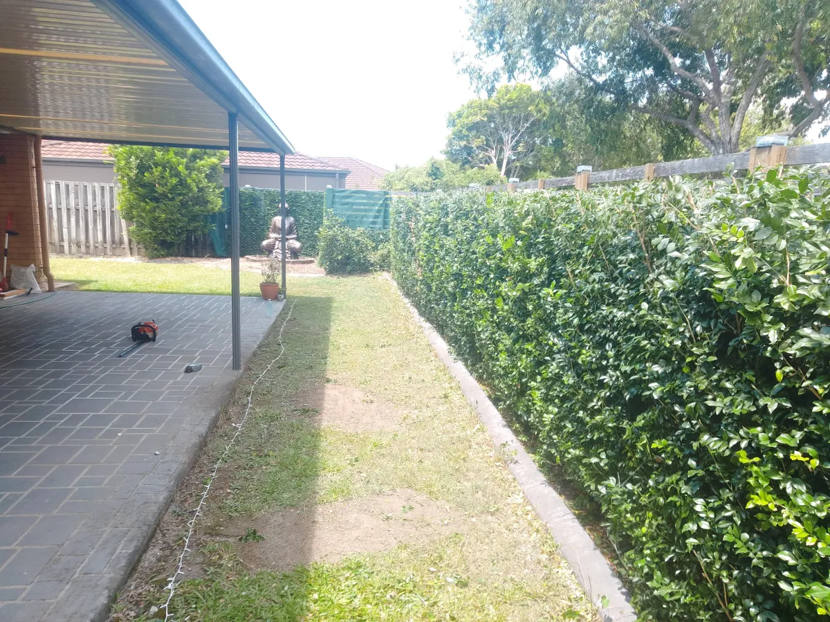Before R1 Hedge Trimming Services Aspley
