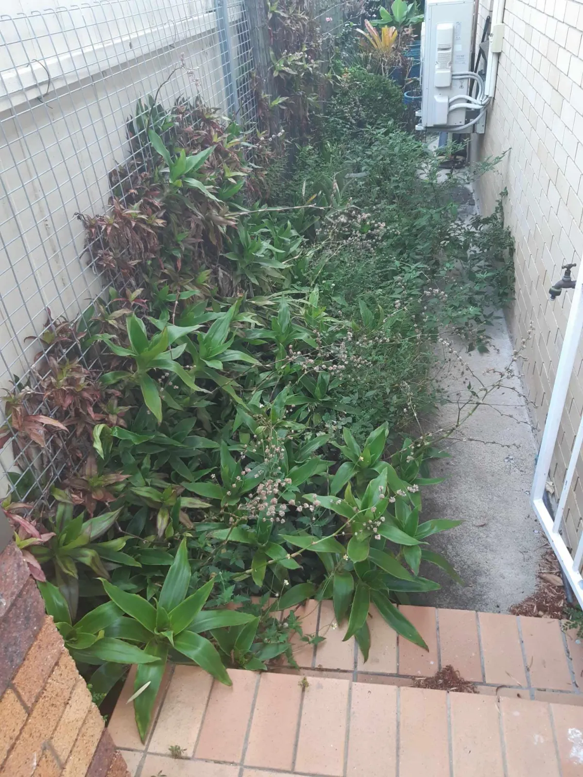Before R1 Garden Bed Tidy Up Services Caboolture