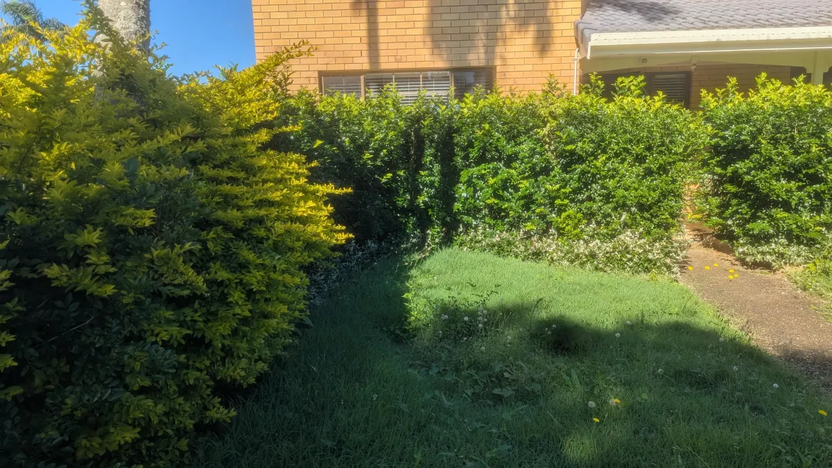 Hedge Trimming North Brisbane