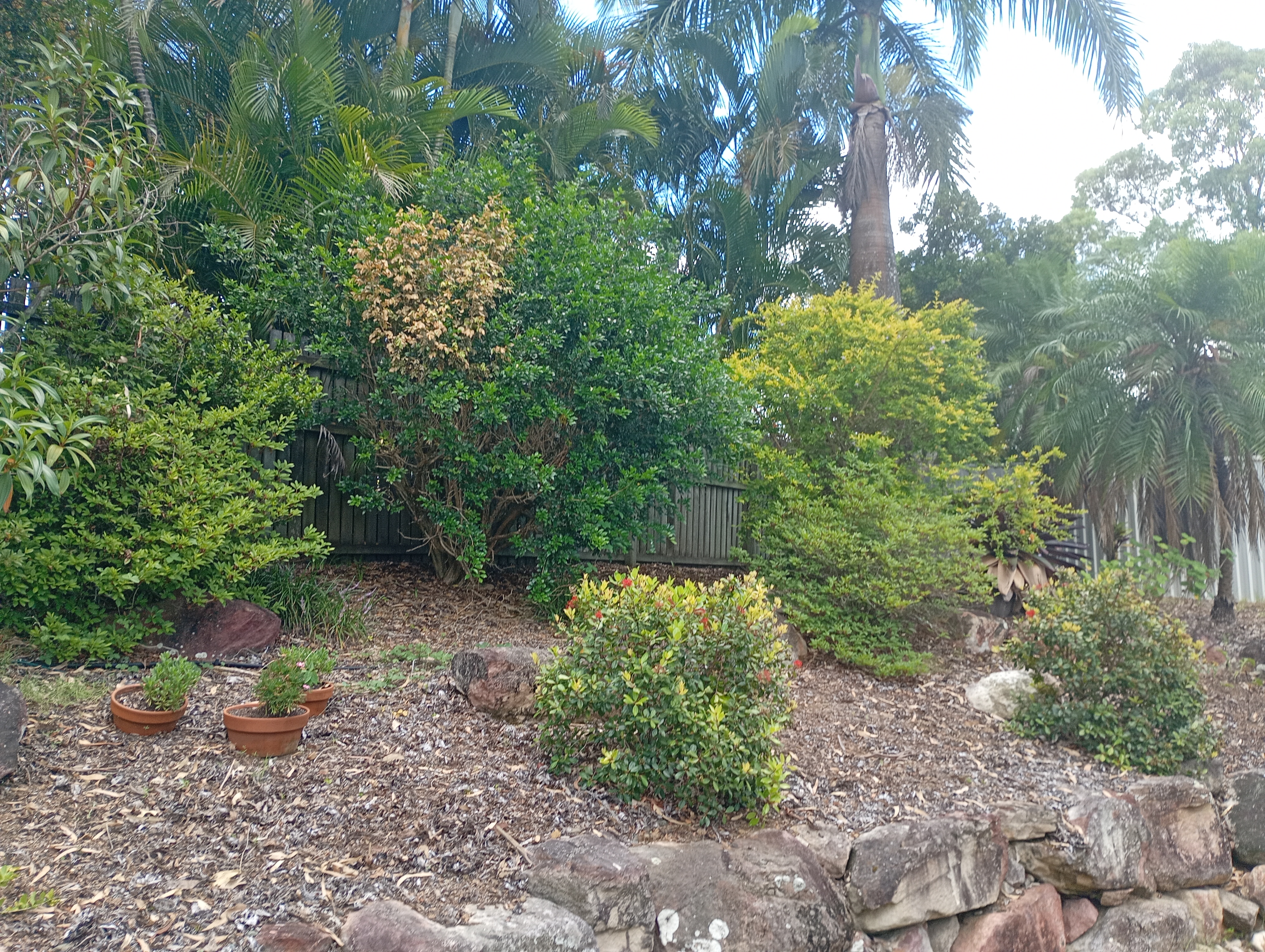 After R1 Hedge Trimming Services Aspley