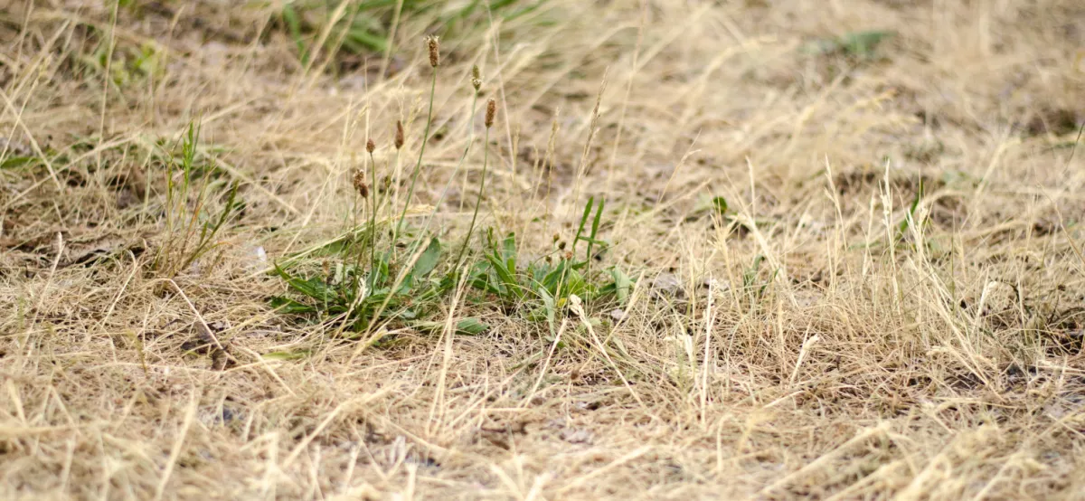 Preparing Charlotte County Lawn for Dry Season | 2026 Guide