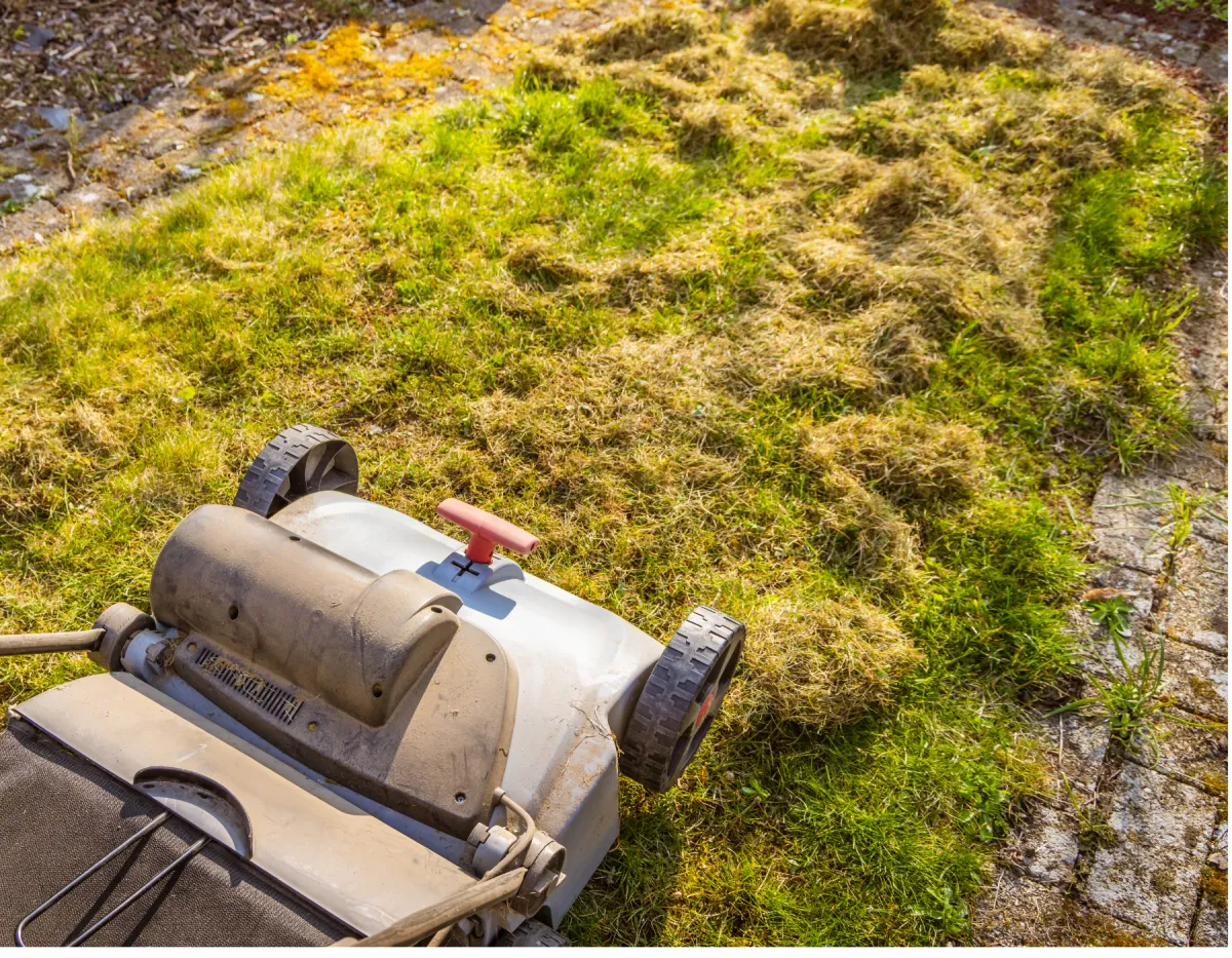 Why Your Lawn is Dying in Florida Summer Heat