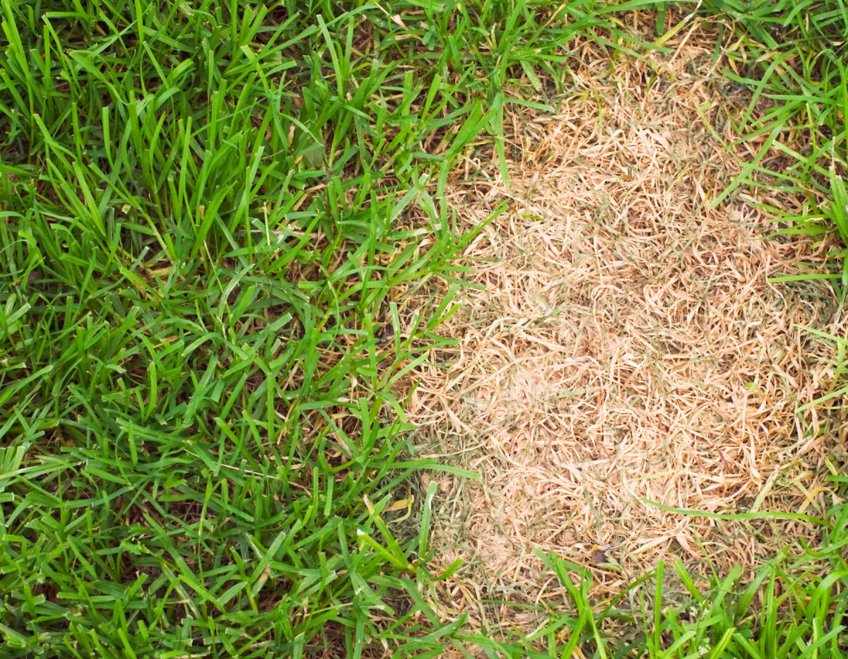 Fix Brown Patches in Lawn | Charlotte County FL Guide