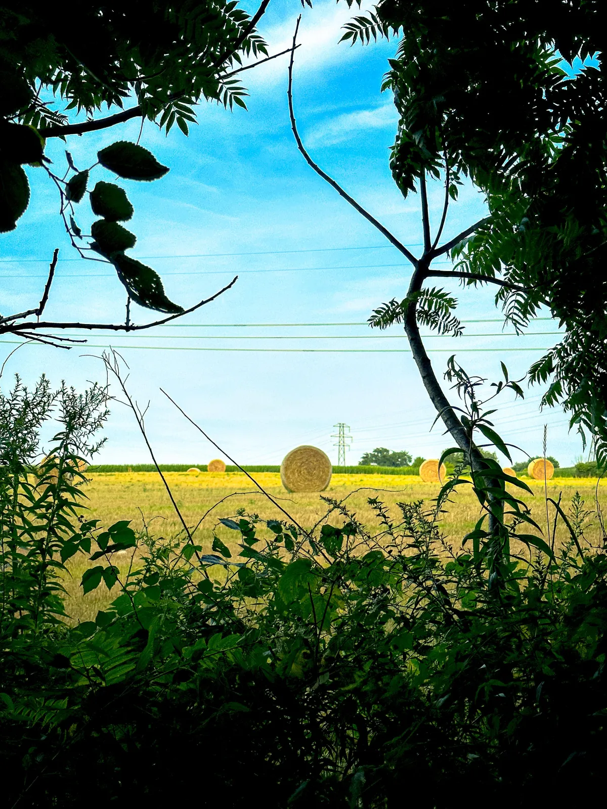 Scenic view of a field with large round hay bales, framed by tree branches and foliage in the foreground. The image captures the tranquility of the countryside, emphasizing Drake Nix’s eye for natural framing and rural landscape photography.